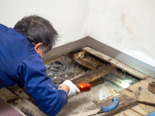 Best Mold Remediation Services  in Ocean Acres, NJ