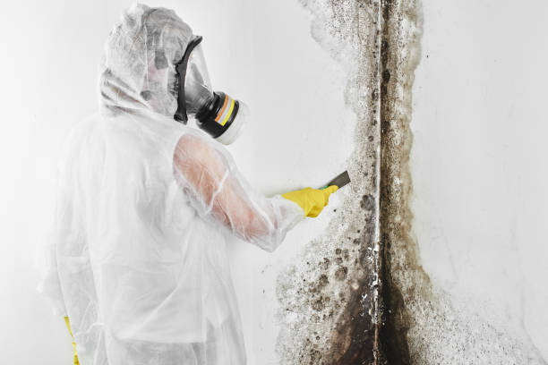 Best Affordable Mold Removal  in Ocean Acres, NJ