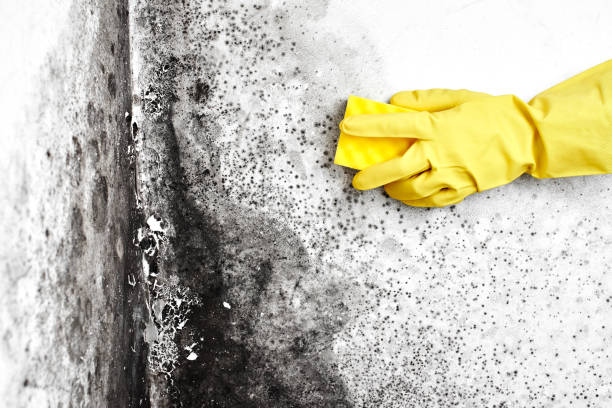 Best Toxic Mold Removal  in Ocean Acres, NJ