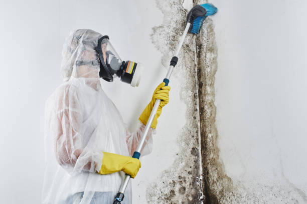 Mold Testing and Removal in Ocean Acres, NJ