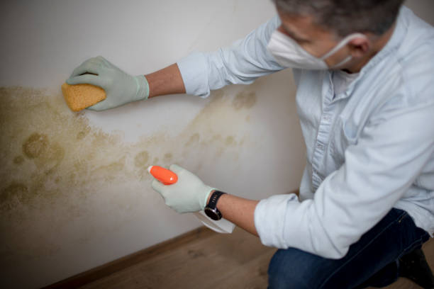 Best Professional Mold Removal  in Ocean Acres, NJ