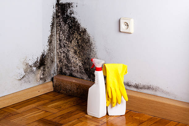 Best Certified Mold Removal  in Ocean Acres, NJ