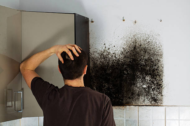 Best Local Mold Removal Service  in Ocean Acres, NJ