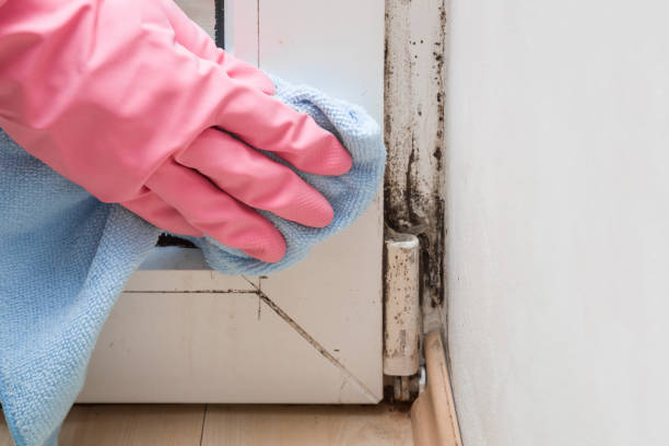 Best Attic Mold Removal  in Ocean Acres, NJ